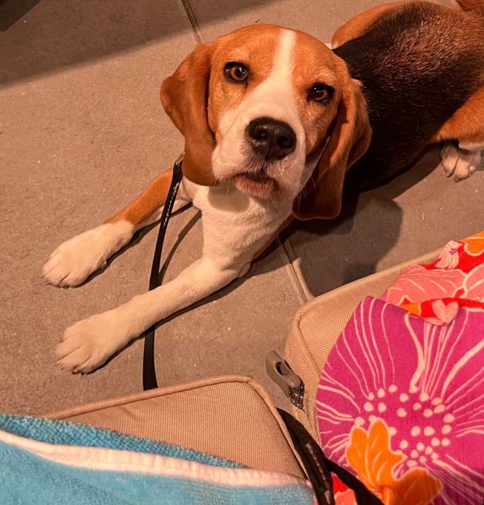 braedyn bruner, outback